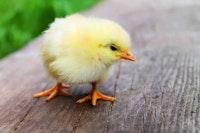 How the 100 largest marketplaces solved the chicken and egg problem