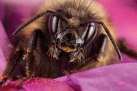 Bees aren't just smart, they're sensitive too