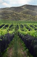 How Climate Change Impacts Wine