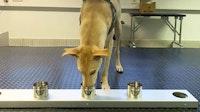 Corona-sniffing dogs start work at Helsinki Airport