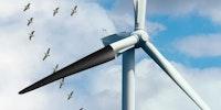 Bird deaths down 70 percent after painting wind turbine blades