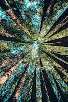 Random Forest for Feature Importance