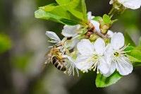 교배용 꿀벌 부족으로 수박, 딸기 생산에 비상 걸린 일본