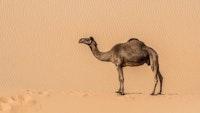 Startups, It's Time to Think Like Camels - Not Unicorns